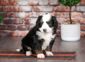 tri-colored male mini bernedoodle near Chicago Illinois