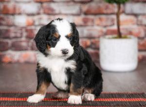 tri-colored male mini bernedoodle near Chicago Illinois