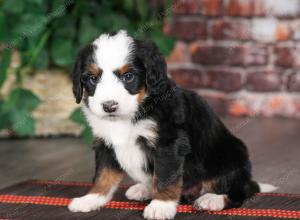 tri-colored male mini bernedoodle near Chicago Illinois