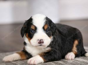 tri-colored male mini bernedoodle near Chicago Illinois