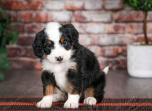 tri-colored male mini bernedoodle near Chicago Illinois