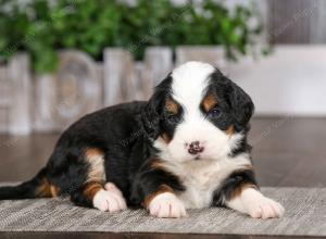 tri-colored male mini bernedoodle near Chicago Illinois