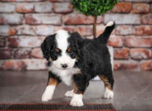 tri-colored male mini bernedoodle near Chicago Illinois