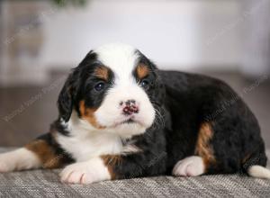 tri-colored male mini bernedoodle near Chicago Illinois