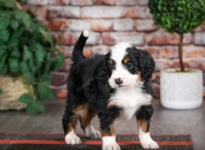 tri-colored male mini bernedoodle near Chicago Illinois