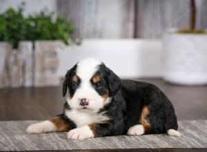 tri-colored male mini bernedoodle near Chicago Illinois