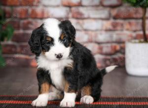 tri-colored male mini bernedoodle near Chicago Illinois