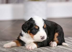 tri-colored male mini bernedoodle near Chicago Illinois