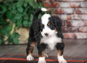 tri-colored male mini bernedoodle near Chicago Illinois