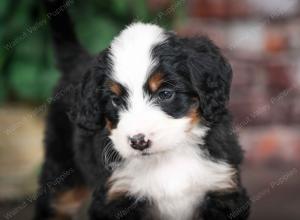 tri-colored male mini bernedoodle near Chicago Illinois