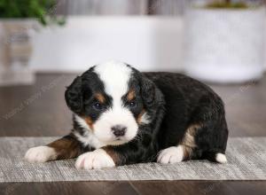 tri-colored male mini bernedoodle near Chicago Illinois