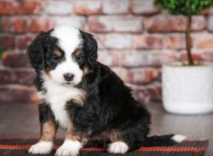 tri-colored male mini bernedoodle near Chicago Illinois