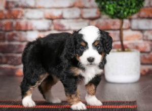 tri-colored male mini bernedoodle near Chicago Illinois