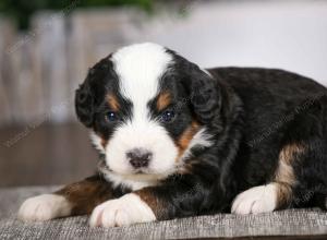 tri-colored male mini bernedoodle near Chicago Illinois