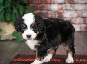 tri-colored male mini bernedoodle near Chicago Illinois