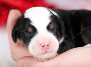 tri-colored male mini bernedoodle near Chicago Illinois