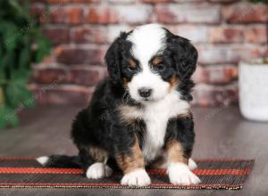 tri-colored male mini bernedoodle near Chicago Illinois