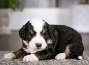 tri-colored male mini bernedoodle near Chicago Illinois