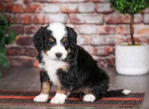 tri-colored male mini bernedoodle near Chicago Illinois