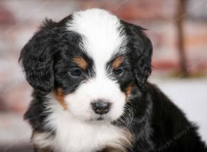 tri-colored male mini bernedoodle near Chicago Illinois