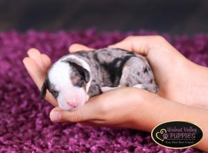 Tri-colored Blue Merle F1B mini bernedoodle near Chicago Illinois