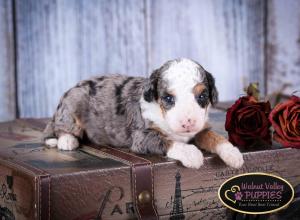 Tri-colored Blue Merle F1B mini bernedoodle near Chicago Illinois