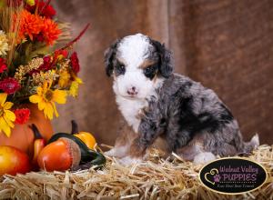 Tri-colored Blue Merle F1B mini bernedoodle near Chicago Illinois