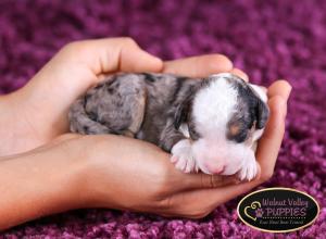 Tri-colored Blue Merle F1B mini bernedoodle near Chicago Illinois