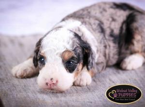 Tri-colored Blue Merle F1B mini bernedoodle near Chicago Illinois