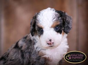 Tri-colored Blue Merle F1B mini bernedoodle near Chicago Illinois