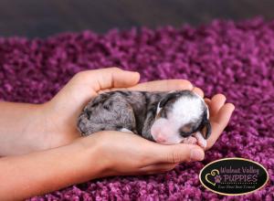 Tri-colored Blue Merle F1B mini bernedoodle near Chicago Illinois