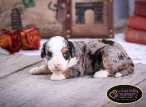 Tri-colored Blue Merle F1B mini bernedoodle near Chicago Illinois