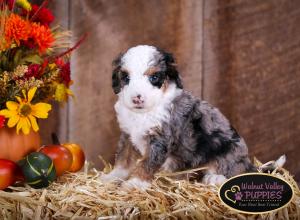 Tri-colored Blue Merle F1B mini bernedoodle near Chicago Illinois