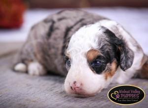 Tri-colored Blue Merle F1B mini bernedoodle near Chicago Illinois