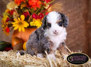 Tri-colored Blue Merle F1B mini bernedoodle near Chicago Illinois