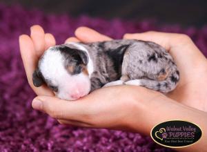 Tri-colored Blue Merle F1B mini bernedoodle near Chicago Illinois