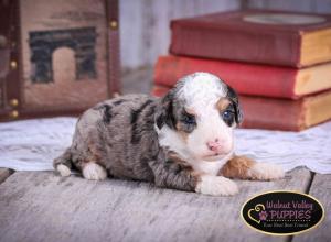 Tri-colored Blue Merle F1B mini bernedoodle near Chicago Illinois