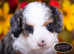 Tri-colored Blue Merle F1B mini bernedoodle near Chicago Illinois