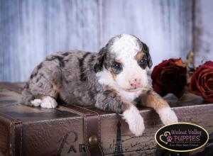 Tri-colored Blue Merle F1B mini bernedoodle near Chicago Illinois