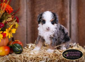 Tri-colored Blue Merle F1B mini bernedoodle near Chicago Illinois