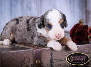 Tri-colored Blue Merle F1B mini bernedoodle near Chicago Illinois