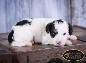 Tri-colored F1B mini bernedoodle near Chicago Illinois