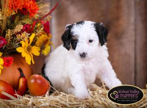 Tri-colored F1B mini bernedoodle near Chicago Illinois