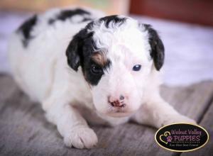 Tri-colored F1B mini bernedoodle near Chicago Illinois