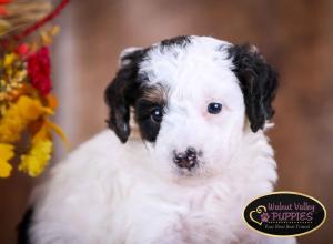 Tri-colored F1B mini bernedoodle near Chicago Illinois