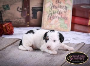 Tri-colored F1B mini bernedoodle near Chicago Illinois