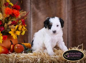 Tri-colored F1B mini bernedoodle near Chicago Illinois