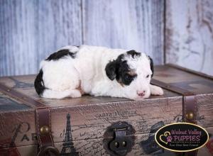 Tri-colored F1B mini bernedoodle near Chicago Illinois