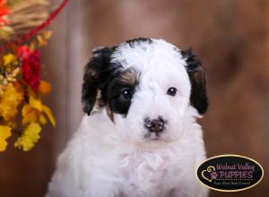 Tri-colored F1B mini bernedoodle near Chicago Illinois