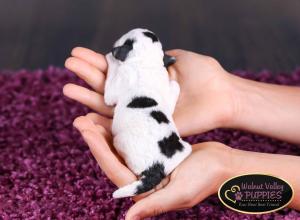 Tri-colored F1B mini bernedoodle near Chicago Illinois